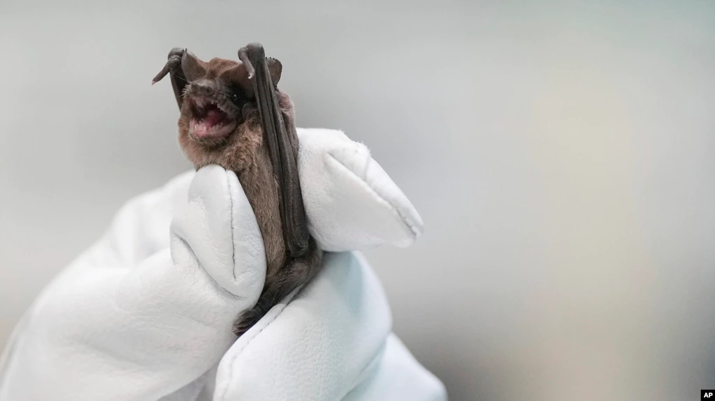 texas woman saves bats